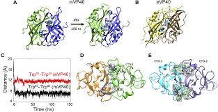 The virus is considered to be extremely dangerous. Lipid Specific Oligomerization Of The Marburg Virus Matrix Protein Vp40 Is Regulated By Two Distinct Interfaces For Virion Assembly Journal Of Biological Chemistry