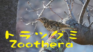 Image result for トラツグミ