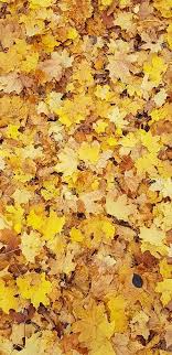  35 High Quality Free Google Pixel 2 2 Xl 3 3 Xl Wallpapers Backgrounds Wallpaper Backgrounds Wallpaper Google Pixel Wallpaper