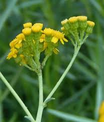 Image result for Senecio sp.no.4