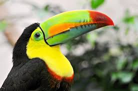 Bird With Big Colorful Beak Original Toucan Tropical Bird Beak Colorful Rainforest Animals Tropical Birds Animals
