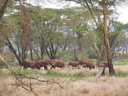 Image result for Agelanthus unyorensis