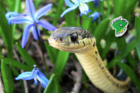 We did not find results for: Buy Snakes Online Live Snakes For Sale Wholesale Snake Suppliers