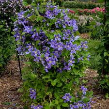 How to prune sapphire indigo clematis. New Perennials Blog Posts Annotations Plants Ideas Knowledge
