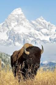 Oh Give Me A Home Where The Buffalo Roam Buffalo Or Bison Animals Animals Beautiful Bison