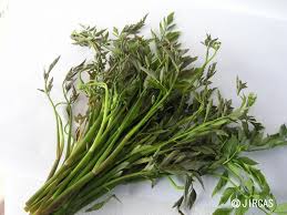 Image result for Oenanthe