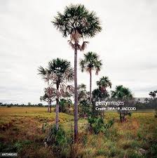 Image result for Chironia flexuosa