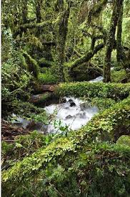 Bosque Nativo En Parque Nacional Queulat Aysen Chile Bosque Nativo Parques Nacionales Paisajes