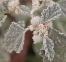 Image result for Chrozophora plicata