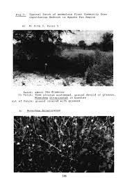 Image result for Cephalocroton mollis