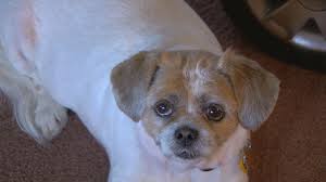 Why are there so many animals in columbus oh? Dog Shelter Overwhelmed In Need Of Help