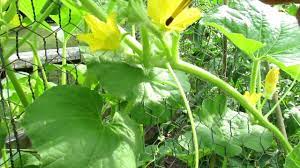 Eventually, the leaves start wilting, turn brown, and fall off. Trg 2012 Hand Pollinating Cucumbers Male And Female Flower Identification Youtube