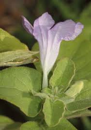 Image result for Ruellia patula