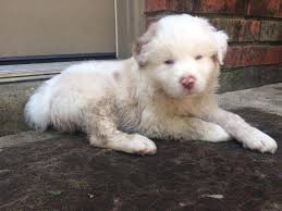 Uptown puppies helps you find australian shepherd puppies from sale from top dallas tx breeders. Pure Breed Australian Shepherd Puppies For Sale For Sale In San Antonio Texas Classified Americanlisted Com