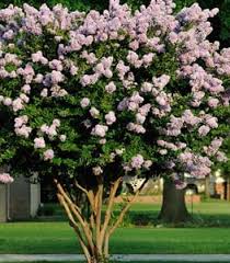 Wismer suggests that you keep these plants and flowers out of reach of curious cats even though they are considered safe, because there are other dangers to watch out for. 20 Common Plants Safe For Cats And Dogs Garden Design