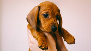 Black and tan dachshund, long haired we are dedicated to breeding the best dachshund puppies. Puppy Scam Targeting Triangle Residents Abc11 Raleigh Durham