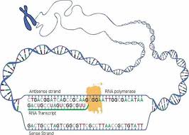 Genetic Transcription Translation Lecture Materials From The Virtual Cell Biology Classroo Transcription And Translation Dna Transcription Molecular Genetics