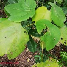Bukan sahaja daun ketapang boleh digunakan malah buah dan akarnya juga sangat berguna. Kelebihan Dan Kebaikan Daun Ketapang Dan Daun Mahang Kepada Ikan Laga