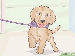 Check spelling or type a new query. How To Choose The Perfect Puppy Collar 11 Steps With Pictures