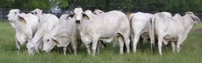 The brahman breed originated from bos indicus cattle originally brought from india. Brahman Cattle International Series