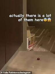 Canowindra, australia (cnn) the only good mouse is a dead mouse, australia's deputy prime minister declared this week, as new south wales we had a really good year last year, a lot of grain. Tennis Star Stuck In 14 Day Australian Open Quarantine Finds A Second Mouse In Her Hotel Room Daily Mail Online