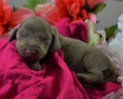 Maybe you would like to learn more about one of these? Akc Isabelle Tan Female Miniature Dachshund Puppy For Sale For Sale In Colorado Springs Colorado Classified Americanlisted Com