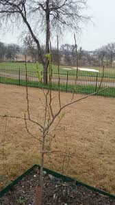Check spelling or type a new query. Pruning A 1 Year Old Leconte Pear Tree General Fruit Growing Growing Fruit