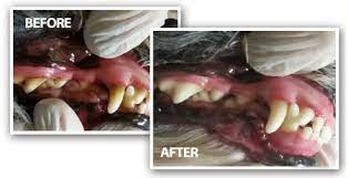 How much does dog teeth cleaning cost? Non Anesthesia Dental Procedures Natural Veterinary Services