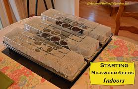 Starting Seeds Inside Milkweed Seeds Milkweed Spring Plants
