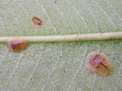 Image result for puklice na pokojových rostlinách obrázek