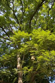 Image result for Toona