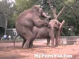 द श क सबस लग जर ट र न क स ख क लग धक क , क र ट तक पह च व व द म न र त ज गकर पढ य , म गलय न क सफलत म ब ट न दर ज कर य न म b'day: Elephants Mating No 1 From Xxx Hati Hatni Ki Cudai Watch Video Mypornvid Fun