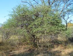 Image result for Acacia brevispica
