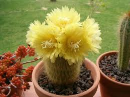Untuk digunakan gratis ✓ tidak ada atribut yang di perlukan ✓. Bunga Kaktus Notocactus Leninghausii Makarame