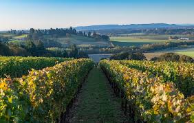 The nose continues with hints of dried herbs (thyme?), speckled around aromas of truffle and sweet, ripe tobacco. Oregon Pinot Noir The Winning Streak Continues Jul 2020 Vinous Explore All Things Wine