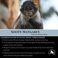 Pin On Animal Facts