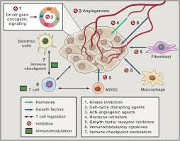 Check spelling or type a new query. Preclinical Mouse Cancer Models A Maze Of Opportunities And Challenges Sciencedirect