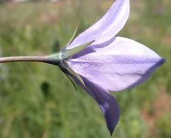Image result for Wahlenbergia undulata