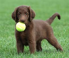 Flat coated retriever puppies for sale in pa. Breeders Northwest Flat Coated Retriever Club