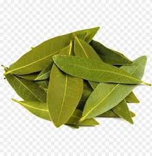 Hand drawn green eucalyptus leaves. Bay Leaf Pile Of Eucalyptus Leaves Png Image With Transparent Background Toppng