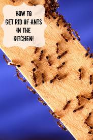 The ants are in your kitchen because they are getting food there. How To Get Rid Of Ants In The Kitchen Suburbia Unwrapped