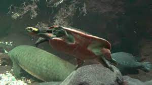 Setting up a community pink bellied side neck turtle tank. Pink Belly Sideneck Turtle Youtube