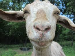 Перевод слова goat, американское и британское произношение, транскрипция, словосочетания, однокоренные слова, примеры использования. Want A Goat On Your Office Video Call There S A Service For That Modern Farmer