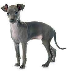 Italian greyhounds are teensy versions of their larger greyhound cousins. Italian Greyhound Everything You Need To Know