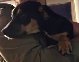 Does anyone recognize this puppy? She was tossed into my mom's fence and  was so terrified it took 3 of us to catch her and get her out of the cold.  If