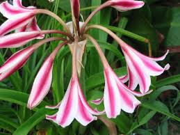 Image result for Crinum walteri