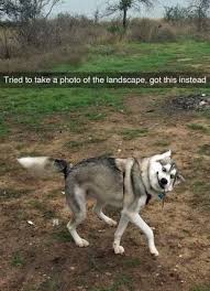 40 Absolutely Hilarious Animal Pictures 40 Absolutely Hilarious Animal Pictures More Funny Animal Pictures Here Animal Jokes Cute Funny Animals Funny Animals