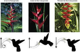 Image result for Halopegia azurea