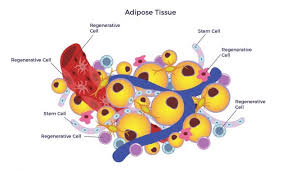 Sel Lemak Pengertian Ciri Fungsi Struktur Lokasinya