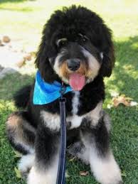 The current median price for all mini bernedoodles sold is $3,025.00. Bernedoodle Puppies In Michigan Top 5 Breeders 2021 We Love Doodles